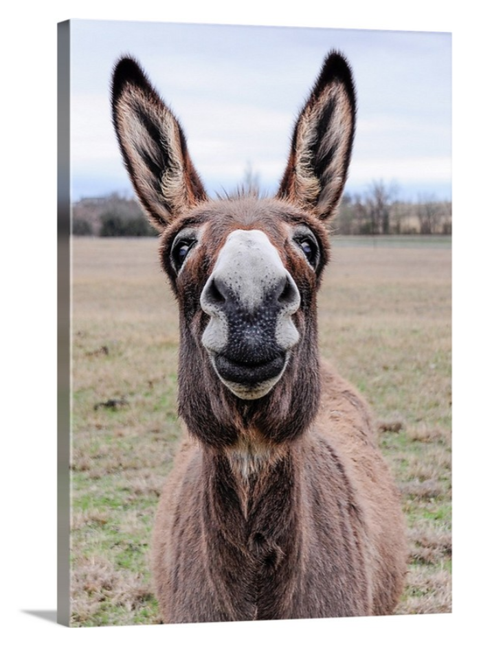 Donkey Portrait - Canvas 14x20 in — Photography by Jenya Mendelenko